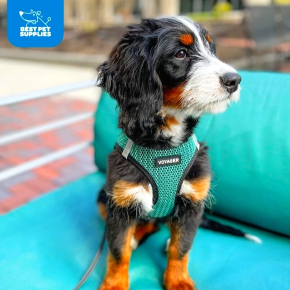 Voyager (COPY) Vest Harness for Small Pets by Best Pet Supplies - Lime/Green,XS - Picture 4 of 10